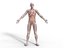 Anatomia - Modelo 3D de baixa poligonagem de músculos e órgãos