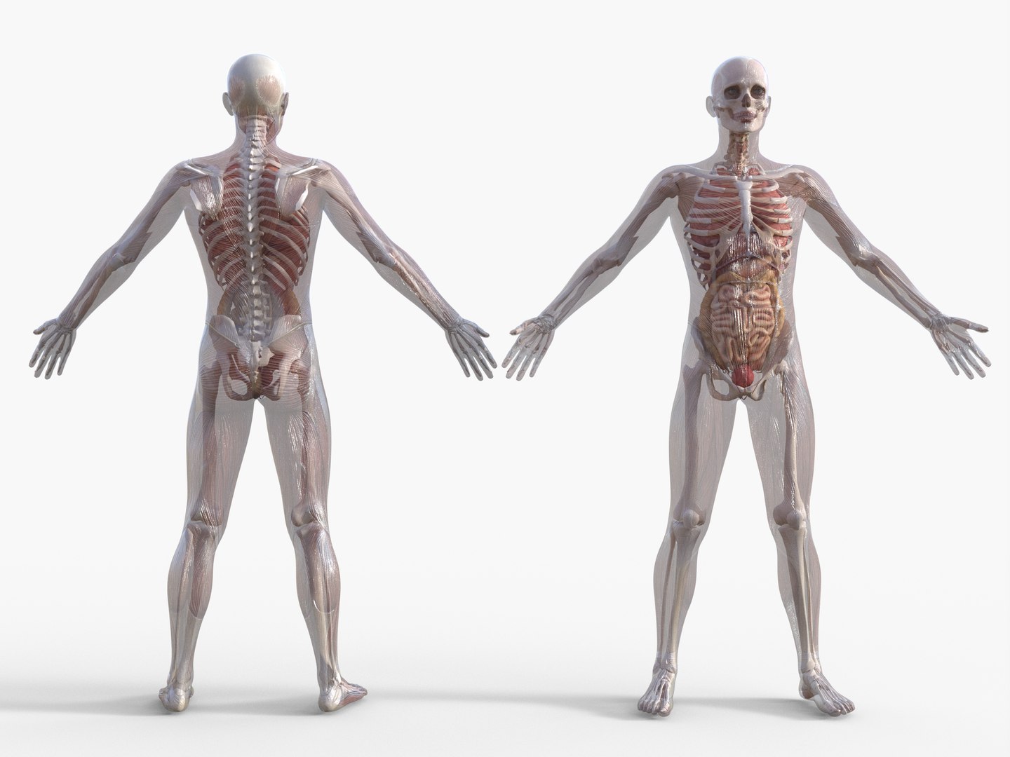 3D Anatomy - Muscle And Organs low-poly 3d model https://p.turbosquid.com/ts-thumb/Bn/Hyc5pD/Ka/antomy4/png/1768803718/1920x1080/fit_q87/8b4f65410c6701b7e0b440847120a9cb409bec6f/antomy4.jpg