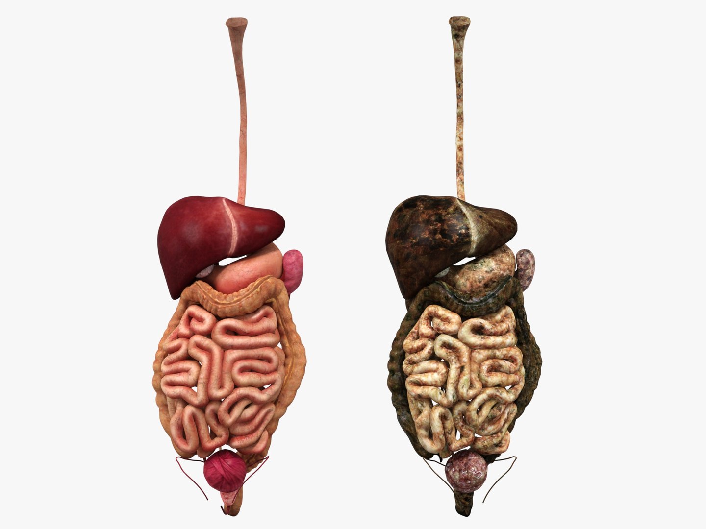 3D Anatomy - Muscle And Organs low-poly 3d model https://p.turbosquid.com/ts-thumb/Bn/Hyc5pD/LW/healthyunhealthy8/jpg/1768803731/1920x1080/fit_q87/5b5b9caa320d8456b267c2477513435e3df375bd/healthyunhealthy8.jpg