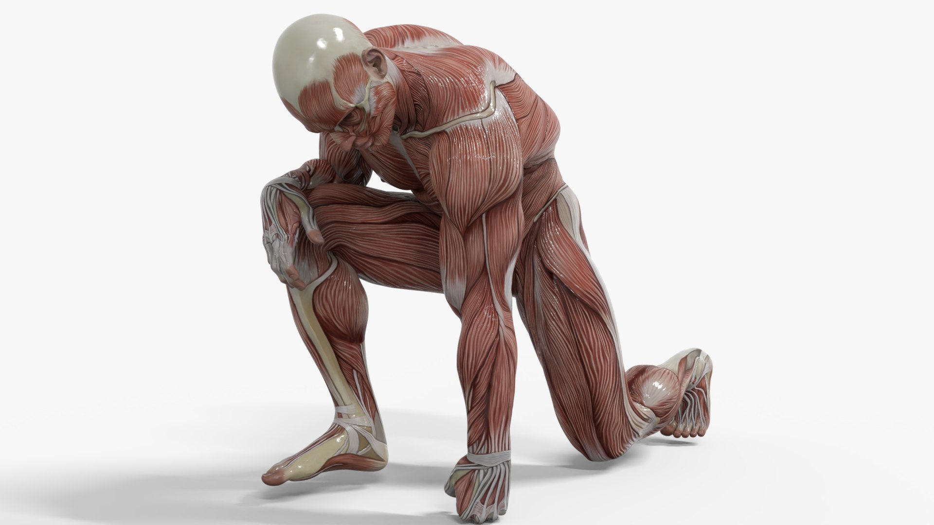 3D Anatomy - Muscle And Organs low-poly 3d model https://p.turbosquid.com/ts-thumb/Bn/Hyc5pD/MV/3/png/1768803703/1920x1080/fit_q87/795fdce65129a22339306d3a6cfc1c47a1980373/3.jpg