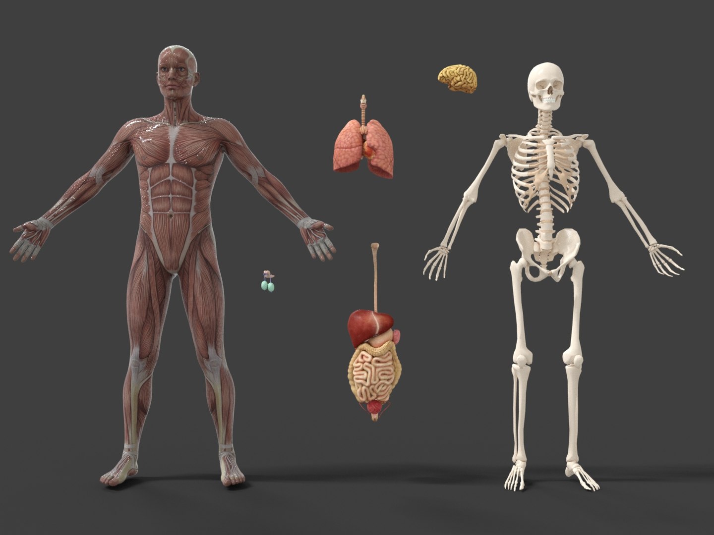 3D Anatomy - Muscle And Organs low-poly 3d model https://p.turbosquid.com/ts-thumb/Bn/Hyc5pD/NA/anatomy4/jpg/1768803709/1920x1080/fit_q87/96f9fb2cbdc71a93df52e1f76bcc4c0b9165e3dd/anatomy4.jpg