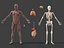 Anatomia - Modelo 3D de baixa poligonagem de músculos e órgãos
