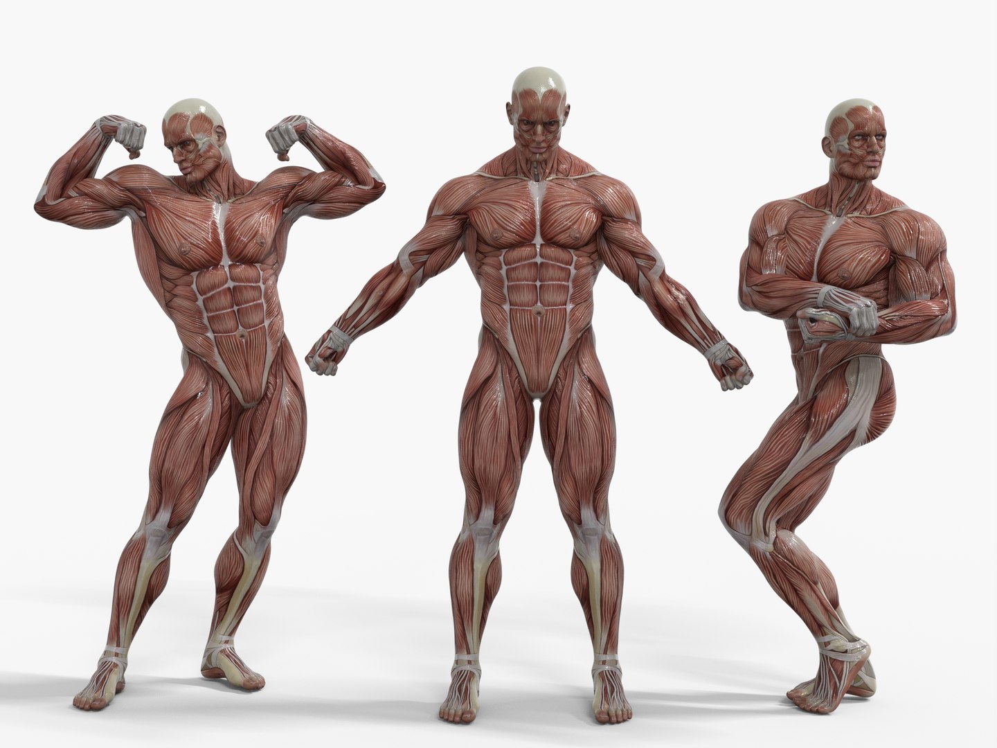 3D Anatomy - Muscle And Organs low-poly 3d model https://p.turbosquid.com/ts-thumb/Bn/Hyc5pD/NK/m4/png/1768803661/1920x1080/fit_q87/76104723c5637c648865a90ed4847b9c43e2719a/m4.jpg