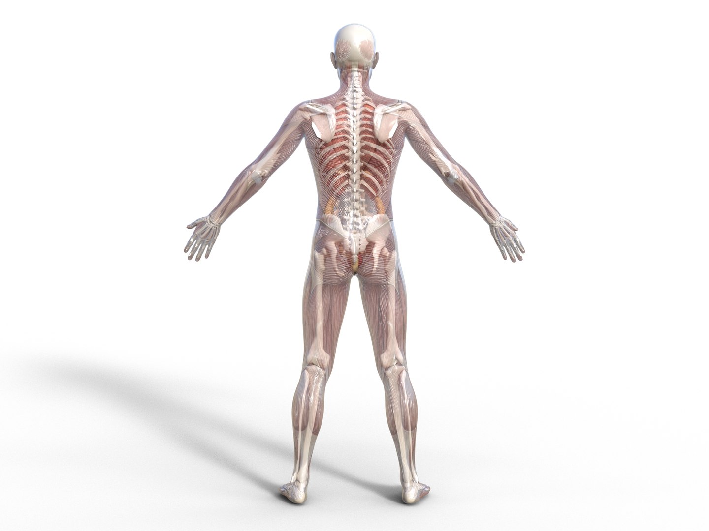 3D Anatomy - Muscle And Organs low-poly 3d model https://p.turbosquid.com/ts-thumb/Bn/Hyc5pD/Nz/antomy2/png/1768803713/1920x1080/fit_q87/b1e8de41183951cb611820dc7bc36279f49d0969/antomy2.jpg