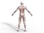 Anatomia - Modelo 3D de baixa poligonagem de músculos e órgãos