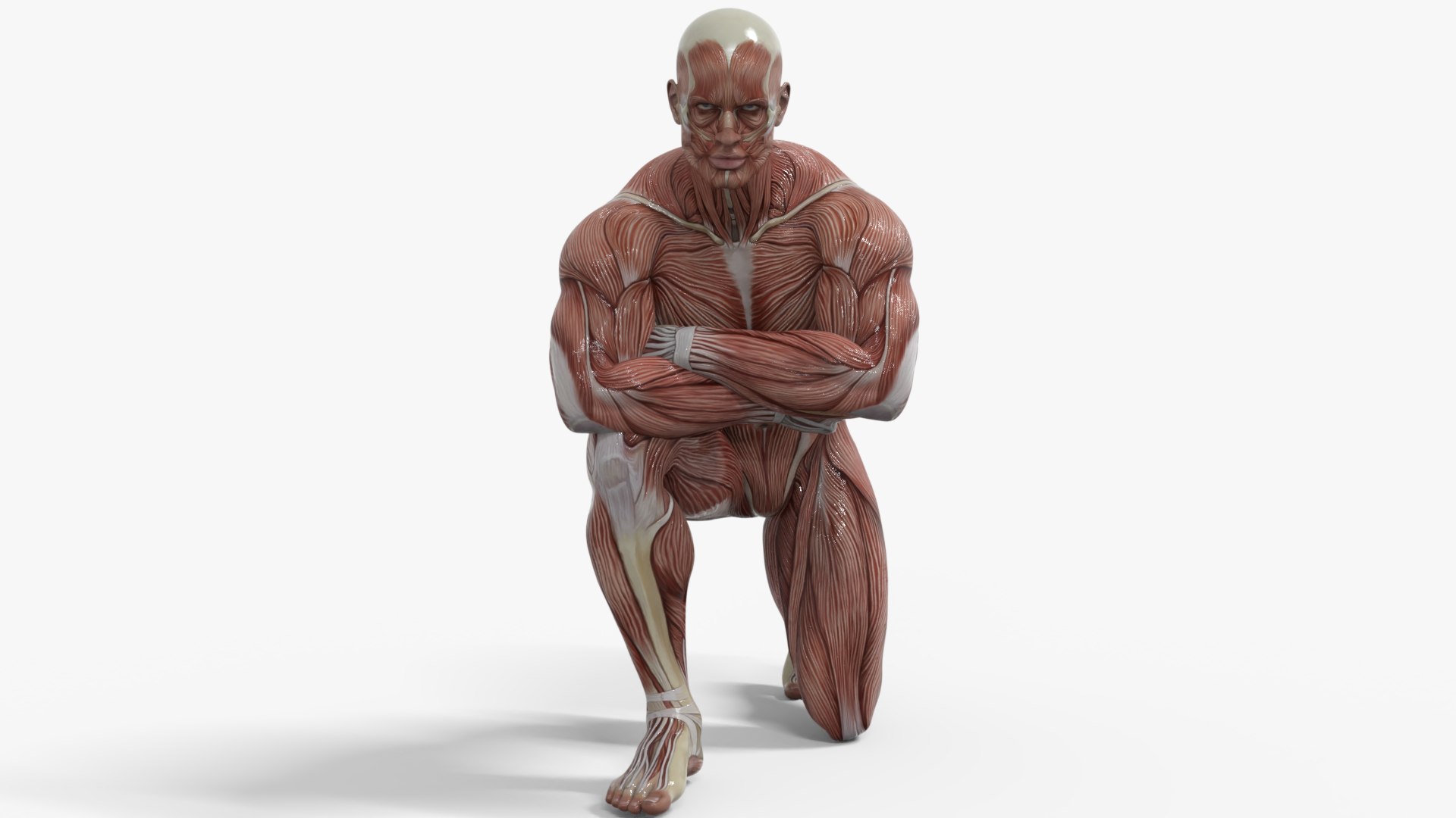 3D Anatomy - Muscle And Organs low-poly 3d model https://p.turbosquid.com/ts-thumb/Bn/Hyc5pD/Ow/5/png/1768803700/1920x1080/fit_q87/83838a8466f799144d52ba015d911a9e52dcf82c/5.jpg