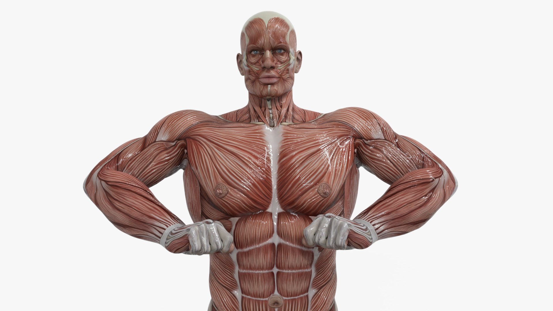 3D Anatomy - Muscle And Organs low-poly 3d model https://p.turbosquid.com/ts-thumb/Bn/Hyc5pD/PF/2/png/1768803702/1920x1080/fit_q87/7f94451836cdcb9687349a5c7fa2d32fb1d735f5/2.jpg