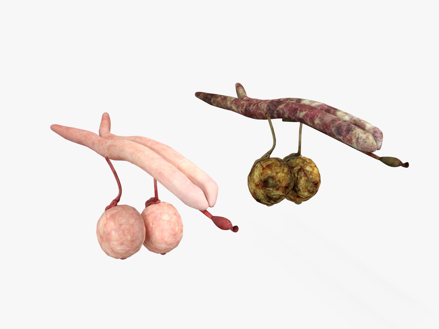 3D Anatomy - Muscle And Organs low-poly 3d model https://p.turbosquid.com/ts-thumb/Bn/Hyc5pD/QY/healthyunhealthy4/jpg/1768803728/1920x1080/fit_q87/f0f7cb5303112a70ccfff847e2de5c2a8108d17d/healthyunhealthy4.jpg