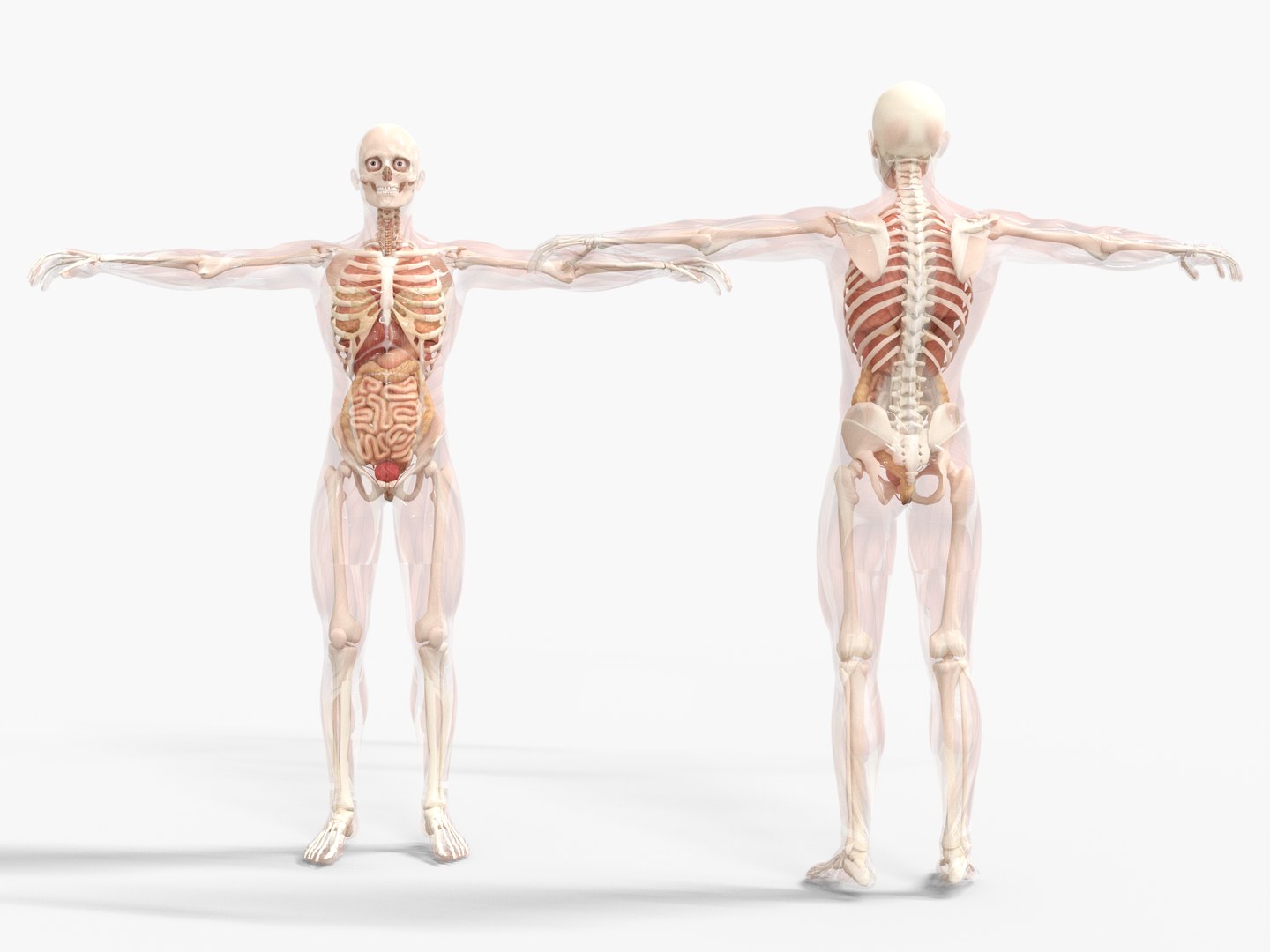 3D Anatomy - Muscle And Organs low-poly 3d model https://p.turbosquid.com/ts-thumb/Bn/Hyc5pD/Uf/antomy5/png/1768803717/1920x1080/fit_q87/f7889dc4f50497d2b12ba21deb619fd29a869a8f/antomy5.jpg