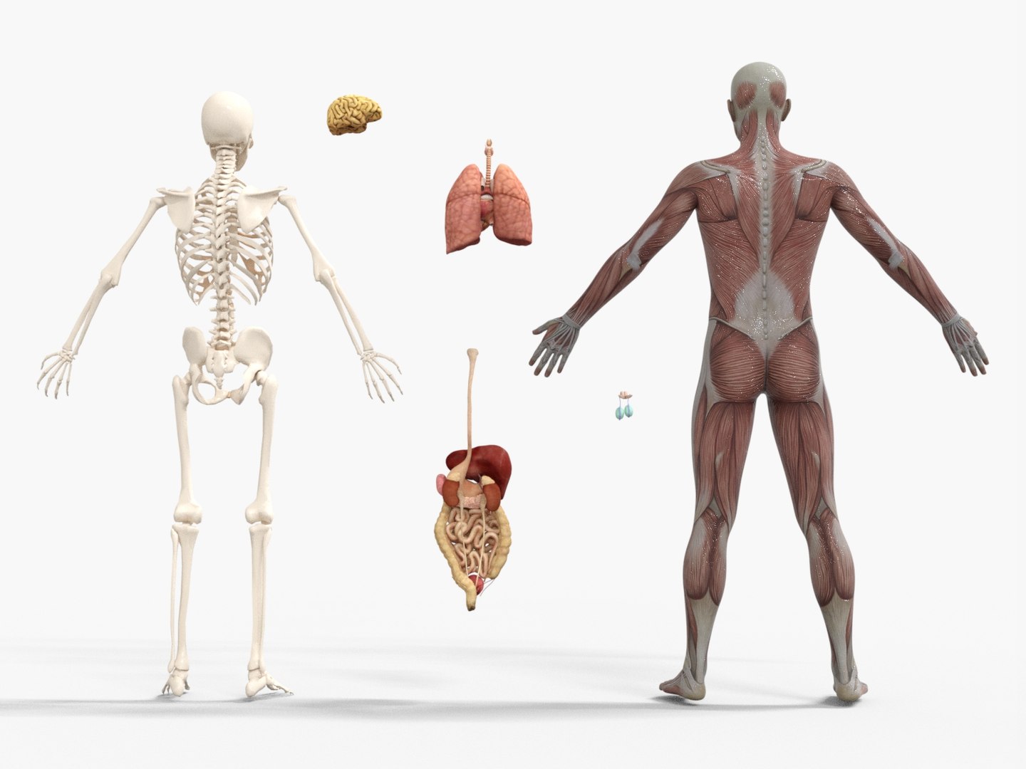 3D Anatomy - Muscle And Organs low-poly 3d model https://p.turbosquid.com/ts-thumb/Bn/Hyc5pD/Vi/anatomy3/jpg/1768803709/1920x1080/fit_q87/49b4b3d0ba0385d1dcffac693053b0b5fc805e33/anatomy3.jpg