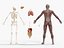 Anatomia - Modelo 3D de baixa poligonagem de músculos e órgãos