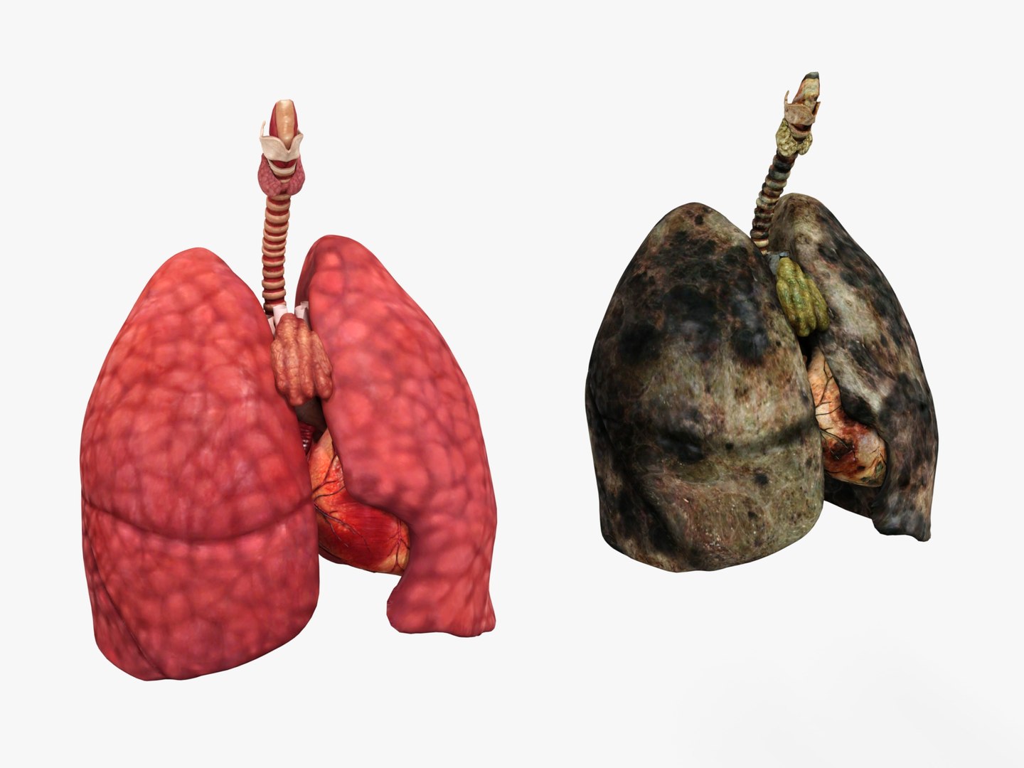 3D Anatomy - Muscle And Organs low-poly 3d model https://p.turbosquid.com/ts-thumb/Bn/Hyc5pD/Wa/healthyunhealthy5/jpg/1768803729/1920x1080/fit_q87/f367c77fdce9a7503bc78ec899b5affc7aeee3ca/healthyunhealthy5.jpg
