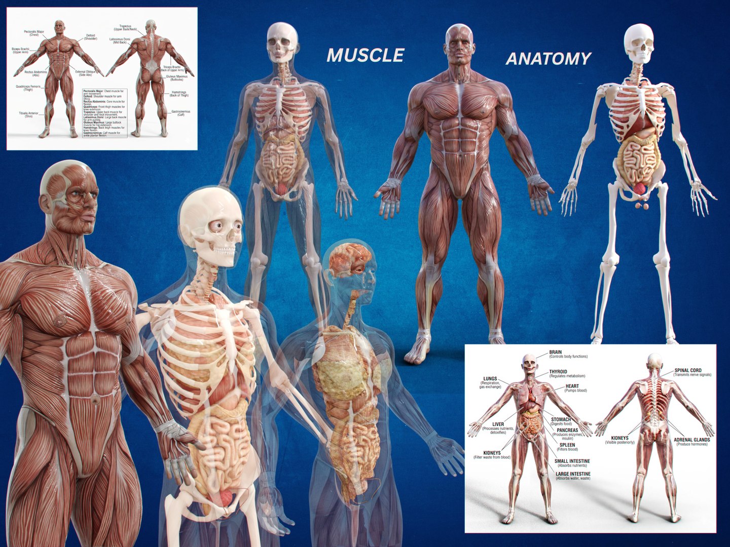3D Anatomy - Muscle And Organs low-poly 3d model https://p.turbosquid.com/ts-thumb/Bn/Hyc5pD/Z0/thumbnaik_00000/png/1768803635/1920x1080/fit_q87/fc02e77b2f5f6cd6346180d6116a30e4102d3657/thumbnaik_00000.jpg