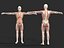 Anatomia - Modelo 3D de baixa poligonagem de músculos e órgãos