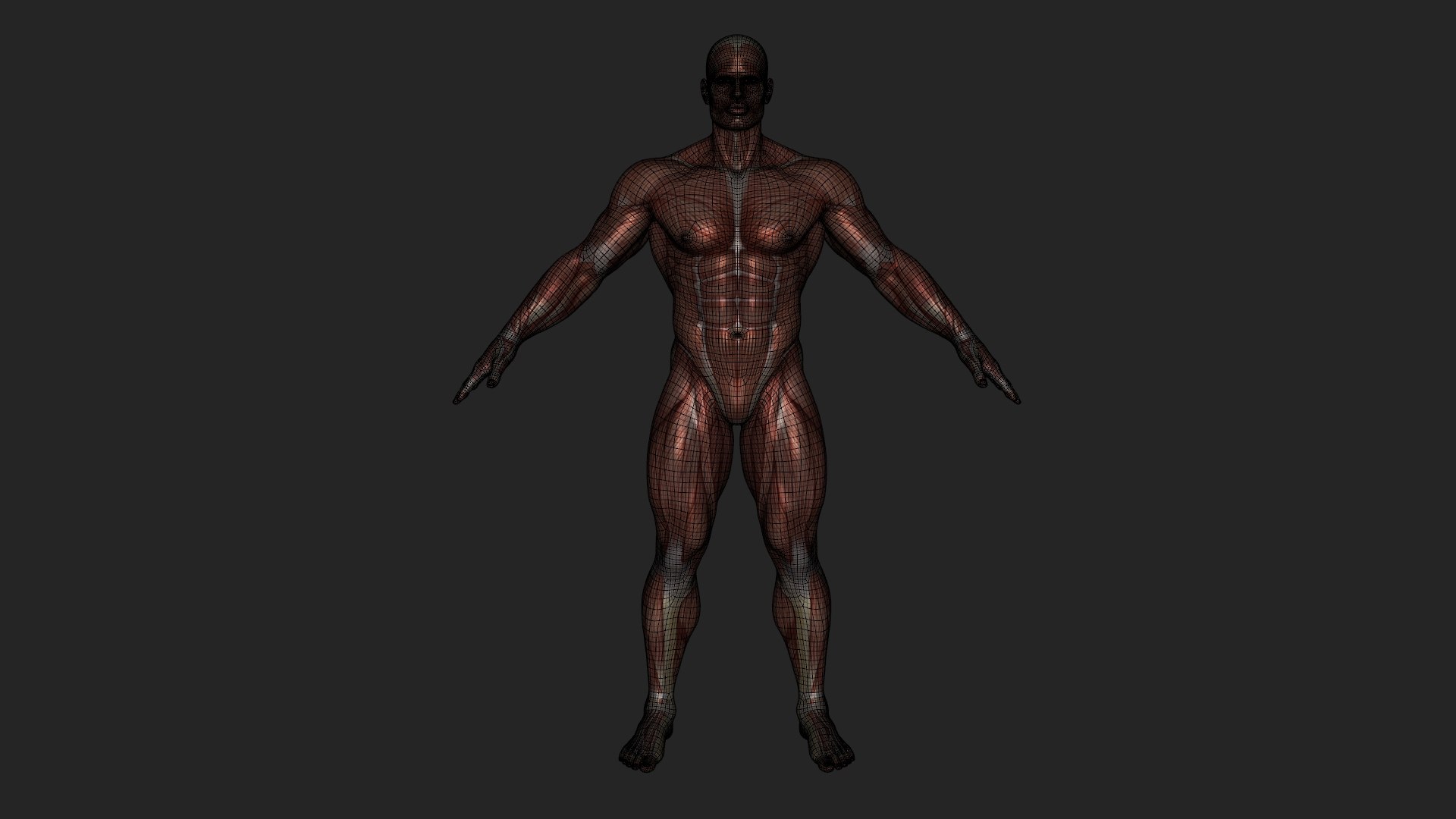 3D Anatomy - Muscle And Organs low-poly 3d model https://p.turbosquid.com/ts-thumb/Bn/Hyc5pD/hd/uvmaps/jpg/1768804065/1920x1080/fit_q87/362f368dd52d88e302b4b6e1af99adfaaebc95ce/uvmaps.jpg