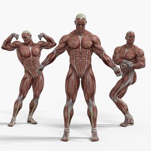 3D Anatomy - Muscle And Organs low-poly 3d model