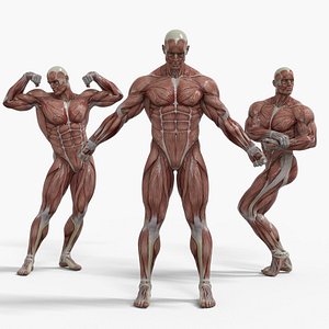Anatomy - Muscle And Organs low-poly 3d model