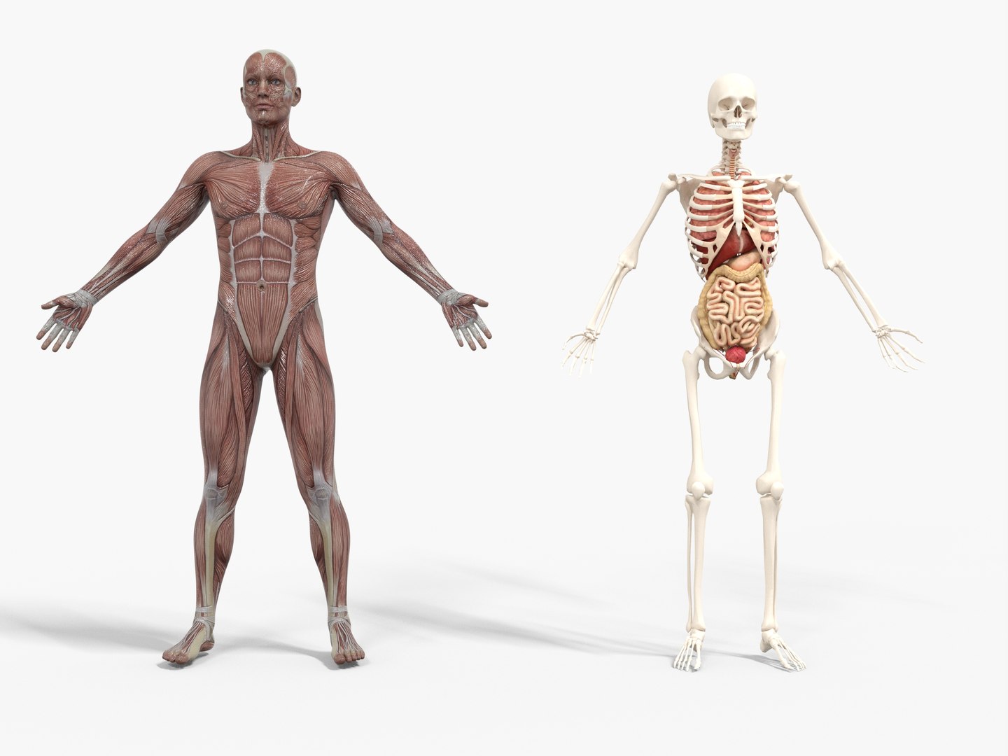 3D Anatomy - Muscle And Organs low-poly 3d model https://p.turbosquid.com/ts-thumb/Bn/Hyc5pD/nb/anatomy1/jpg/1768803708/1920x1080/fit_q87/d4ca43f2f65da53ca4828e6918e37e6d92a3c33f/anatomy1.jpg
