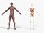 Anatomia - Modelo 3D de baixa poligonagem de músculos e órgãos