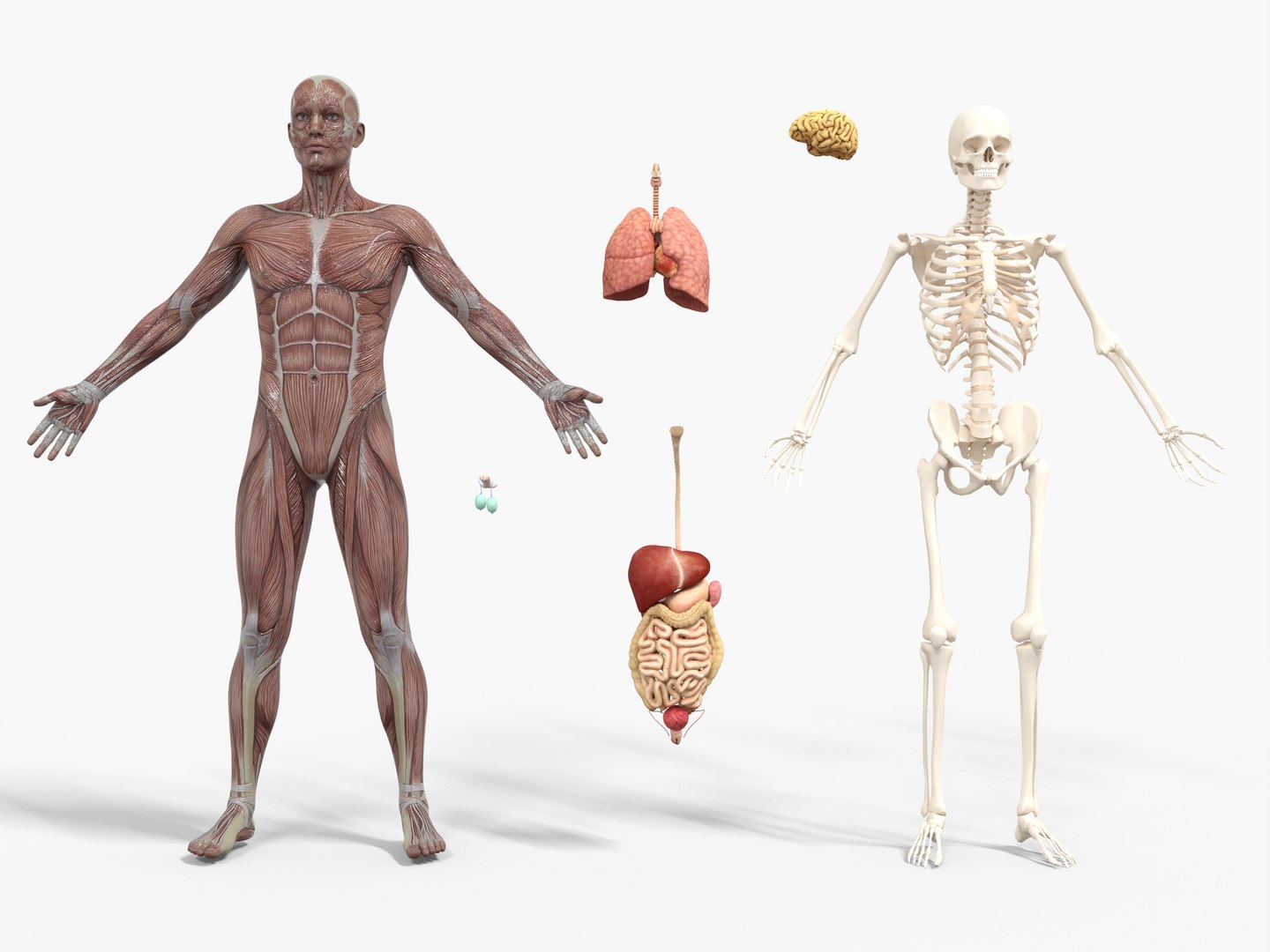 3D Anatomy - Muscle And Organs low-poly 3d model https://p.turbosquid.com/ts-thumb/Bn/Hyc5pD/om/anatomy2/jpg/1768803710/1920x1080/fit_q87/12058ed066b2333773553b5314ec71c35953cdf1/anatomy2.jpg