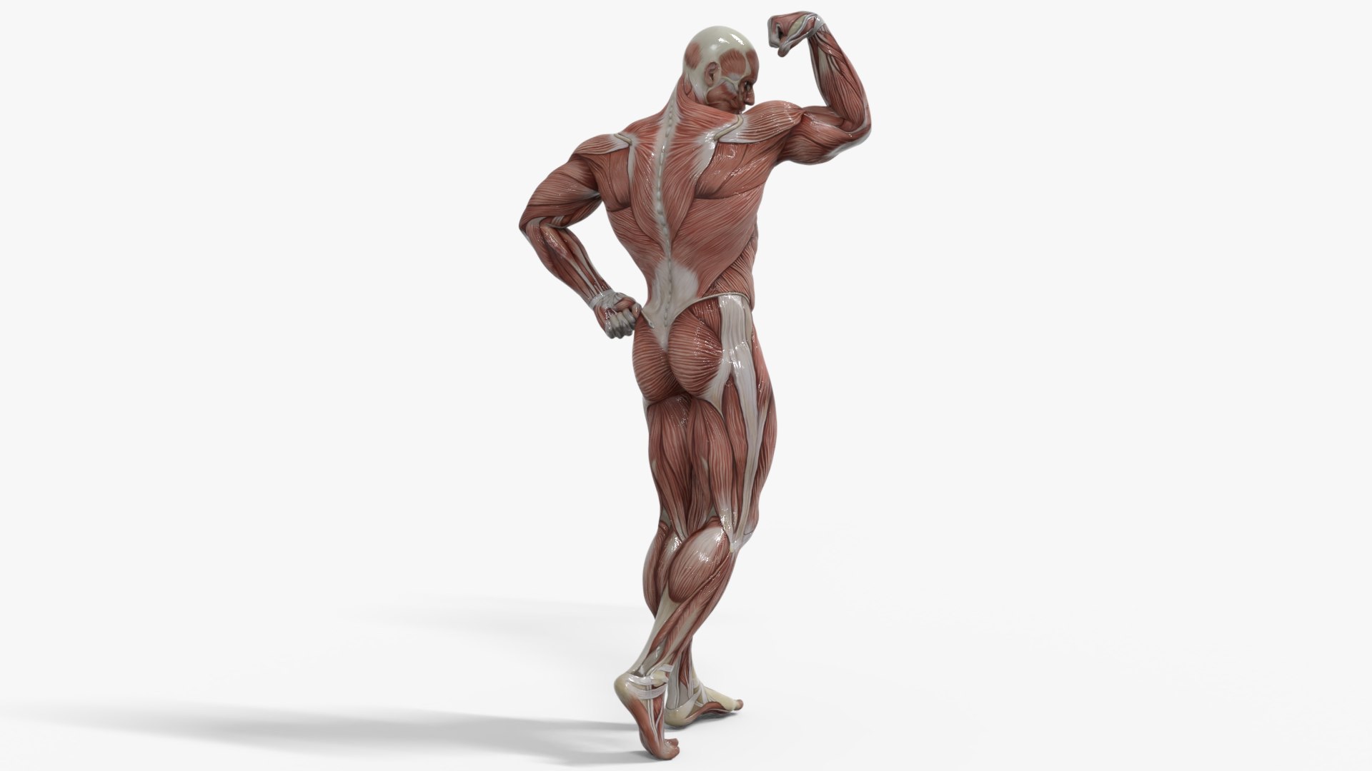 3D Anatomy - Muscle And Organs low-poly 3d model https://p.turbosquid.com/ts-thumb/Bn/Hyc5pD/pM/4/png/1768803703/1920x1080/fit_q87/ad597aea2e09caa9003dd0e7a42b84e6921ca7f0/4.jpg