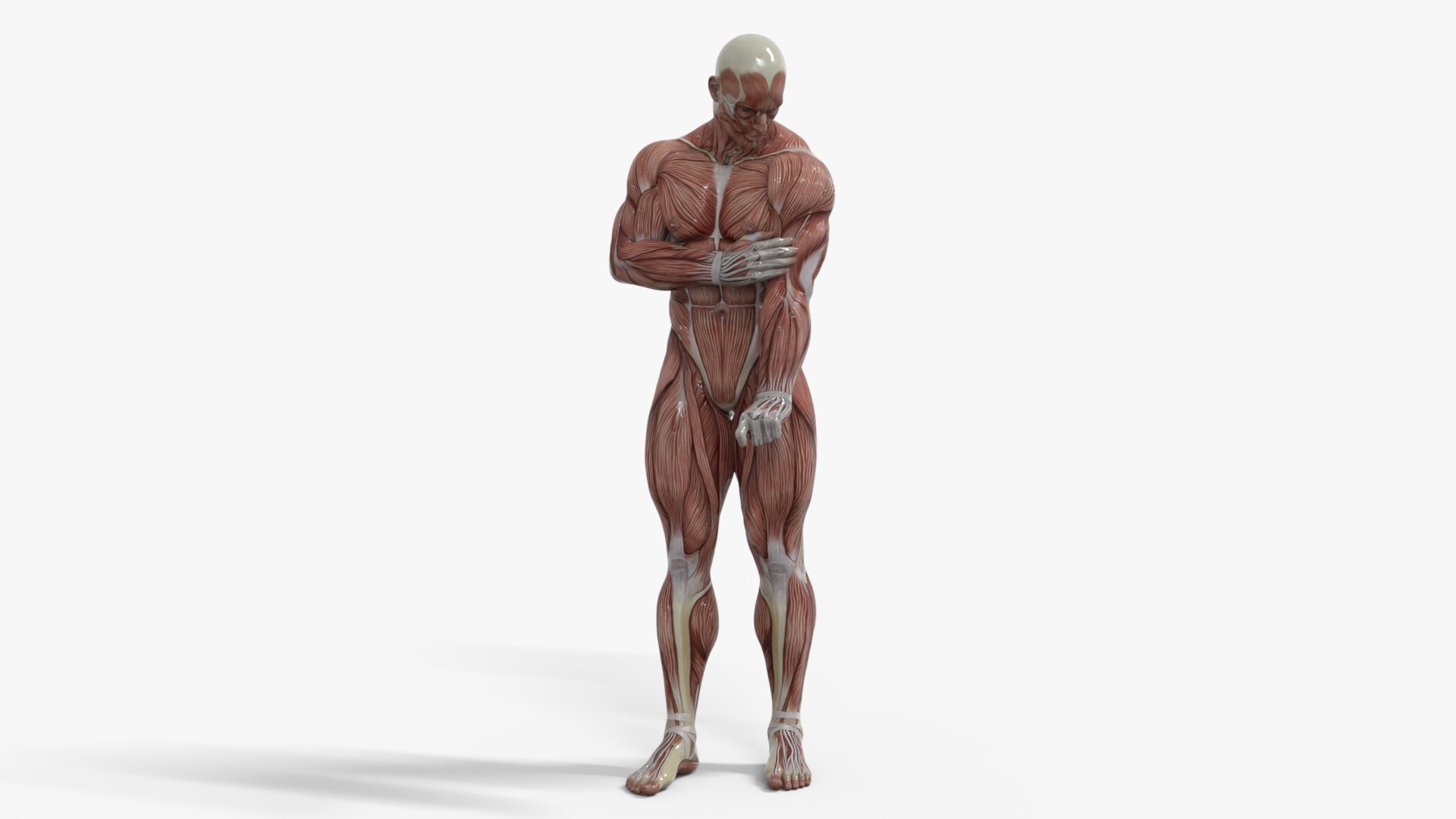 3D Anatomy - Muscle And Organs low-poly 3d model https://p.turbosquid.com/ts-thumb/Bn/Hyc5pD/ug/0/png/1768803701/1920x1080/fit_q87/e2acc0e68df69d3d7058c85eac831d37e5b5e20e/0.jpg
