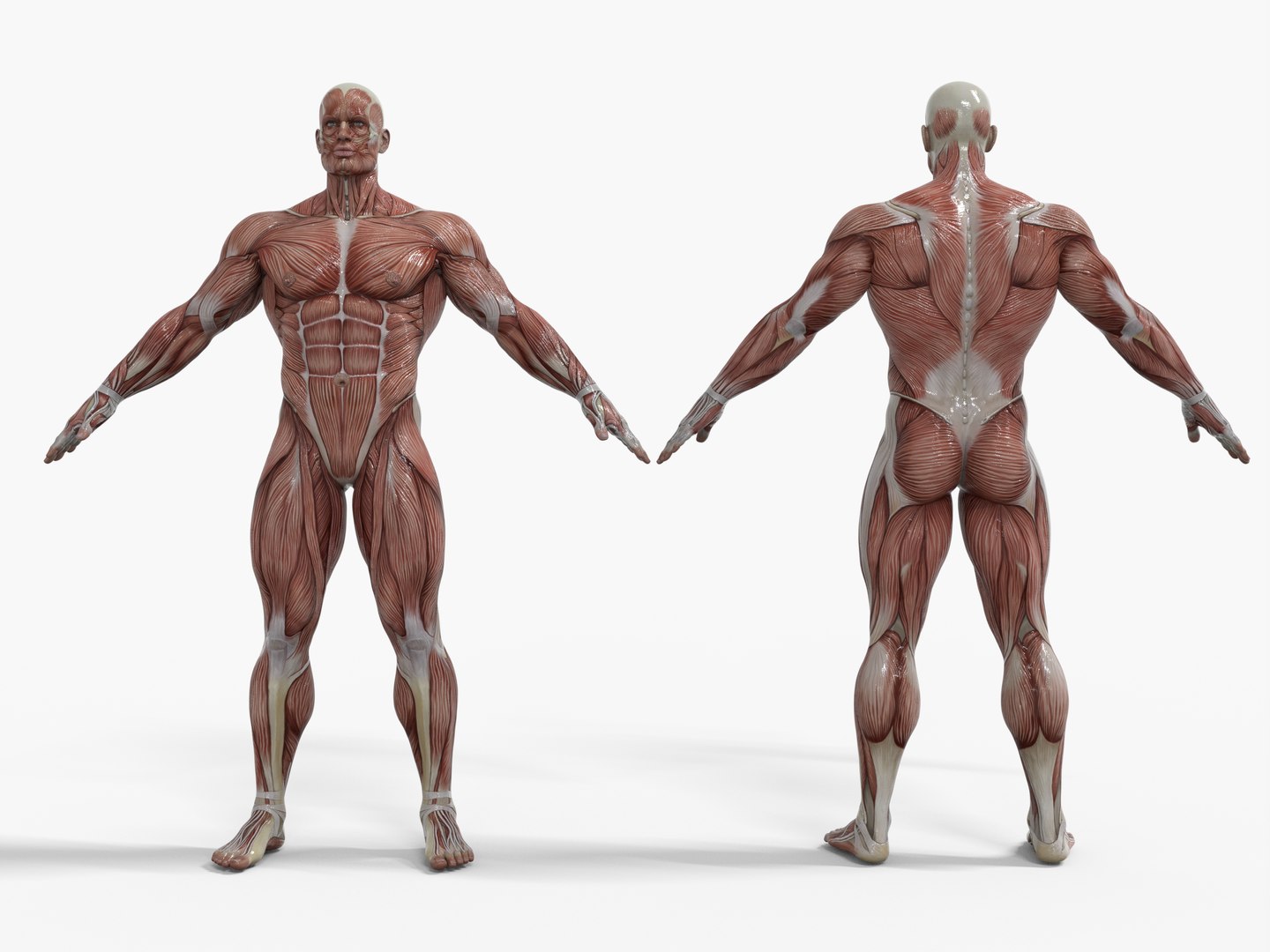 3D Anatomy - Muscle And Organs low-poly 3d model https://p.turbosquid.com/ts-thumb/Bn/Hyc5pD/yd/m5/png/1768803662/1920x1080/fit_q87/a09236d4c653ec406e216af85caa7cca23f3d2a3/m5.jpg