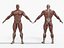 Anatomia - Modelo 3D de baixa poligonagem de músculos e órgãos