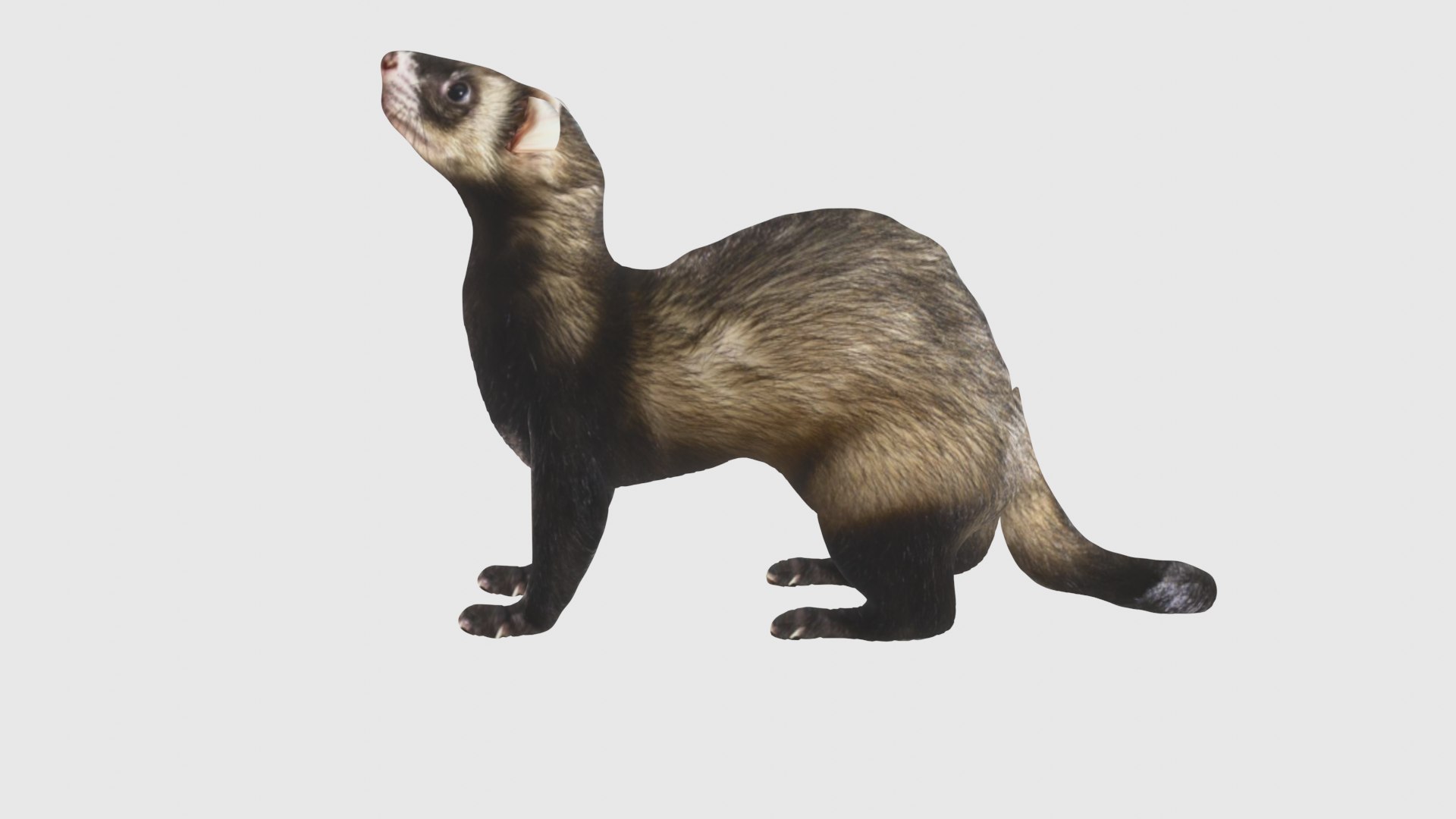 3D Low Poly Ferret Rigged With Realistic Texture Model - TurboSquid 1876107