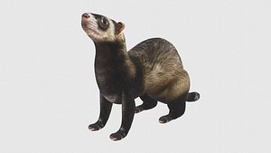 3D Low Poly Ferret Rigged With Realistic Texture model