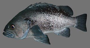 Black rock fish