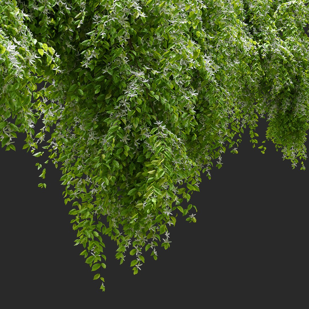 Jasmine Hanging Plant 3D TurboSquid 1955439