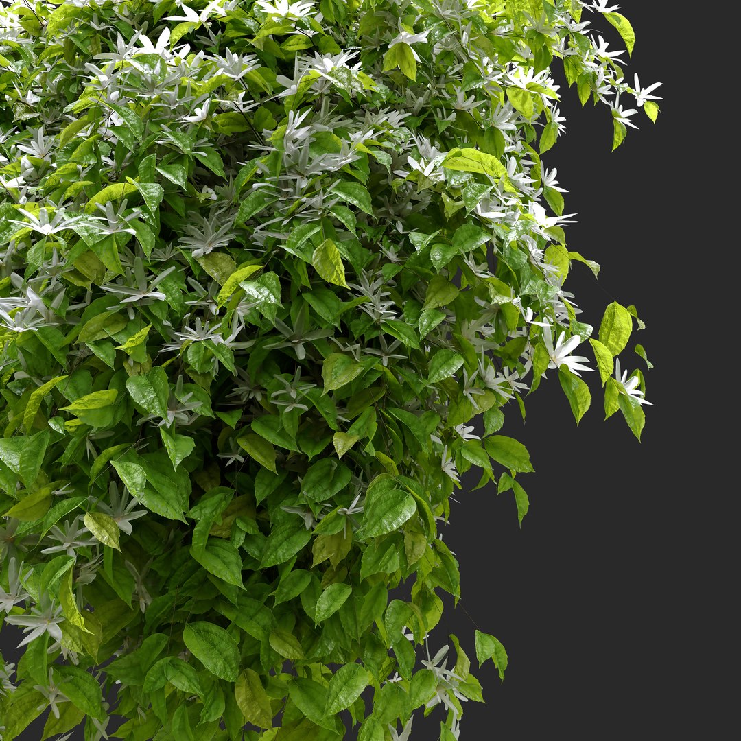 Jasmine Hanging Plant 3D TurboSquid 1955439