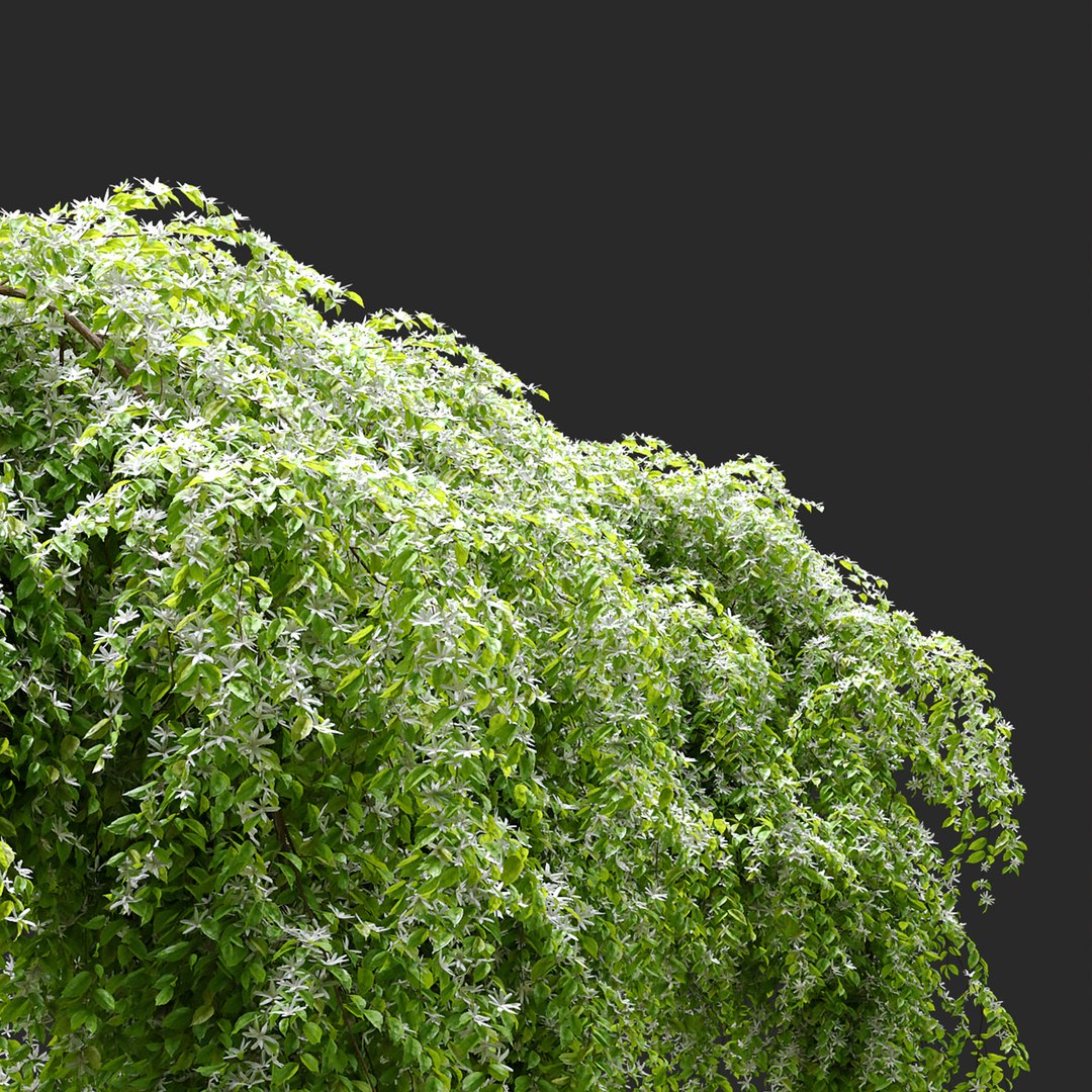 Jasmine Hanging Plant 3D TurboSquid 1955439