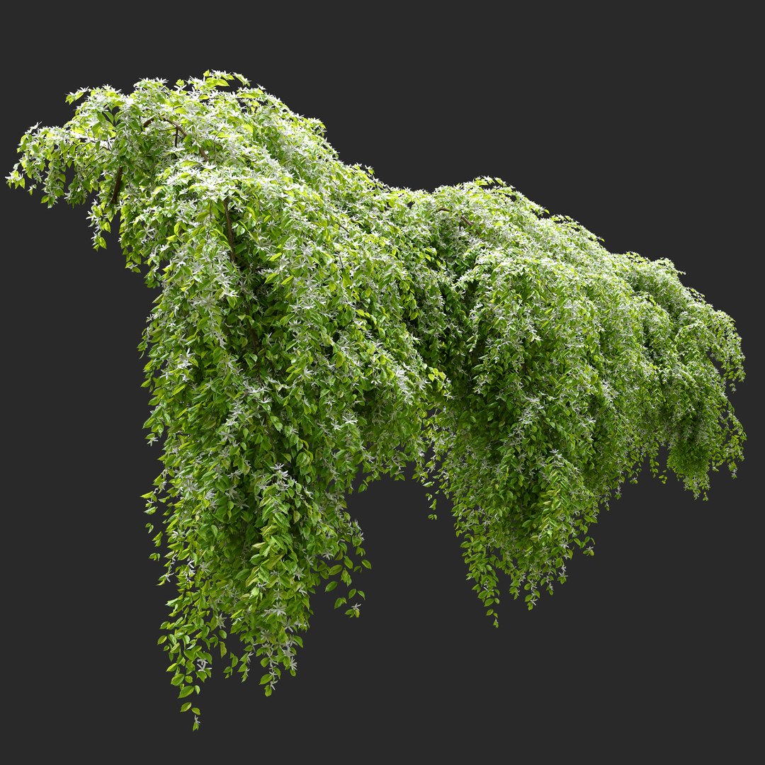 Jasmine Hanging Plant 3D TurboSquid 1955439