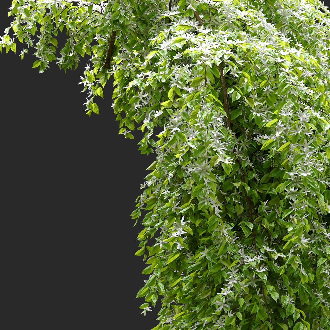 Jasmine Hanging Plant 3D TurboSquid 1955439