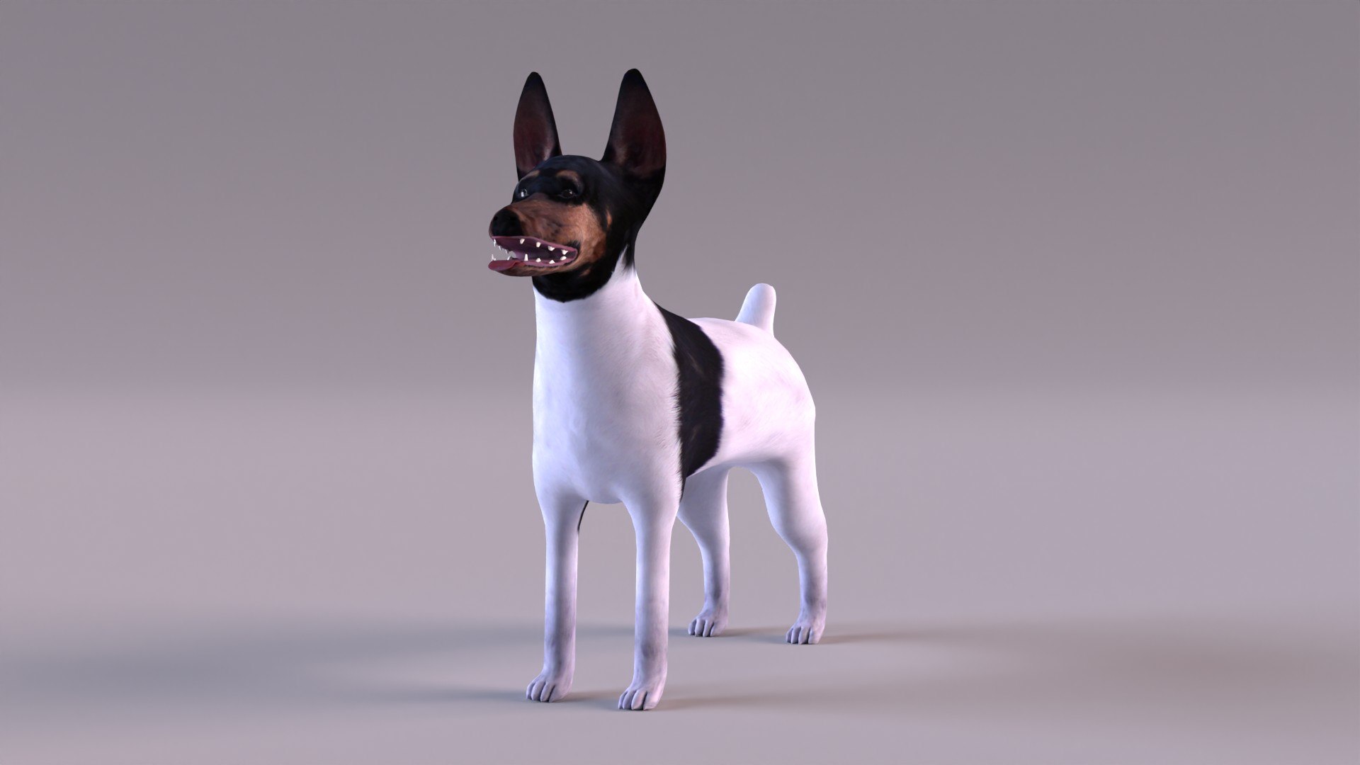 american toy fox terrier max https://p.turbosquid.com/ts-thumb/Bn/k5kbNG/2O/tfterrier_0009/jpg/1652714721/1920x1080/fit_q87/c57d537f8353dbe0afc4010452fdaddfe03d54ae/tfterrier_0009.jpg