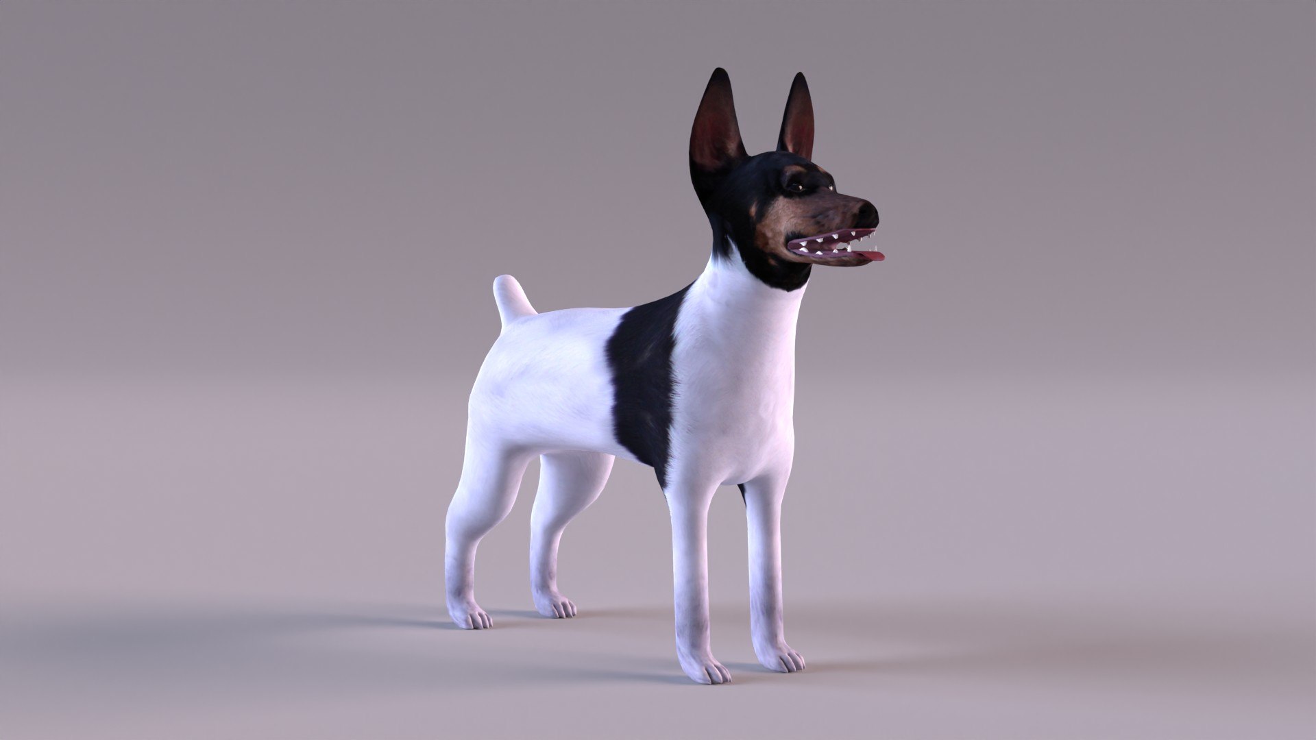 american toy fox terrier max https://p.turbosquid.com/ts-thumb/Bn/k5kbNG/8F/tfterrier_0012/jpg/1652714717/1920x1080/fit_q87/599296324aabfa6c7457969c8f4fd34ca66db58b/tfterrier_0012.jpg