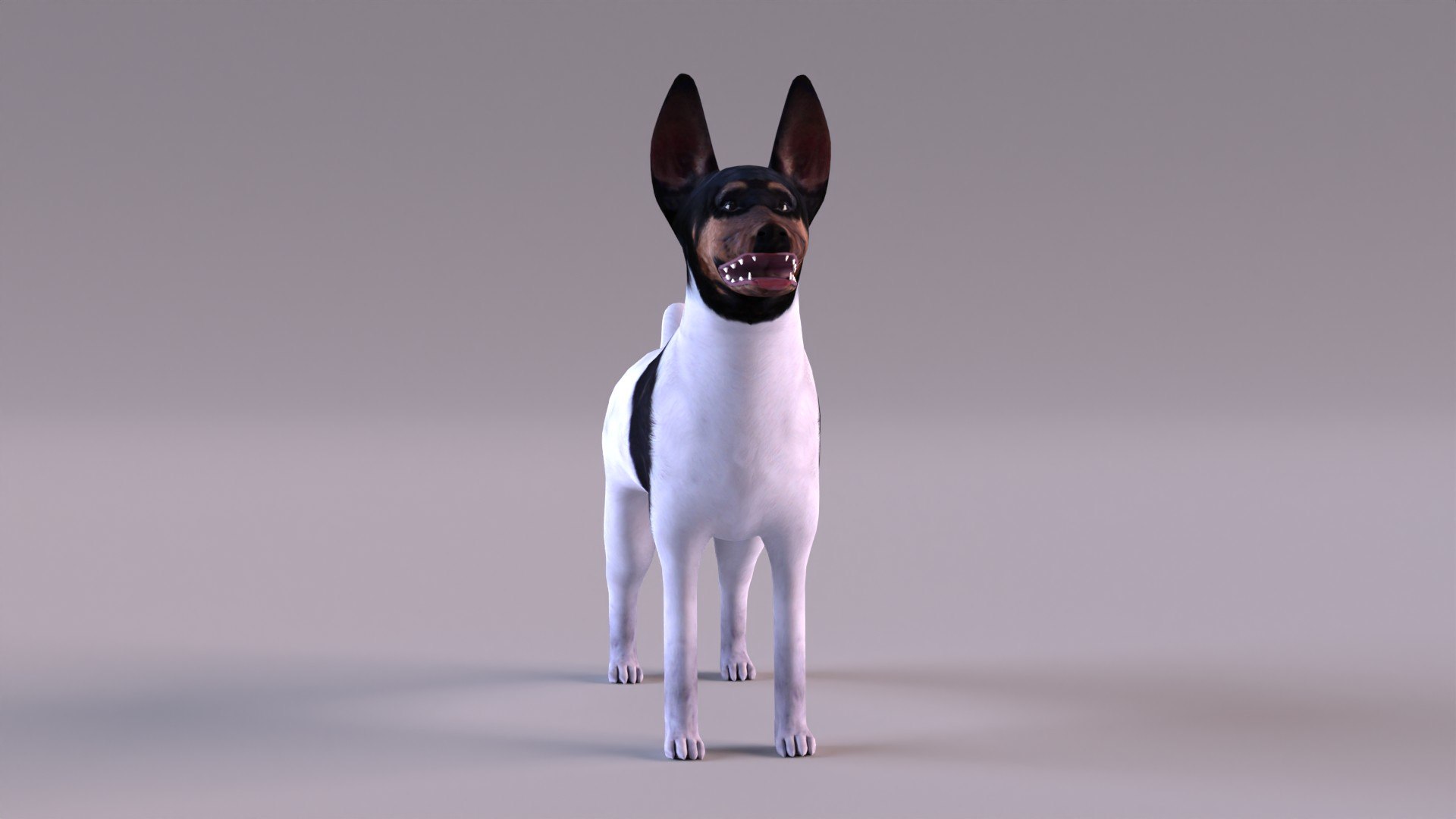american toy fox terrier max https://p.turbosquid.com/ts-thumb/Bn/k5kbNG/8k/tfterrier_0010/jpg/1652714721/1920x1080/fit_q87/48fcd501ea1219fba49222a14a6b5fe8ed987a51/tfterrier_0010.jpg