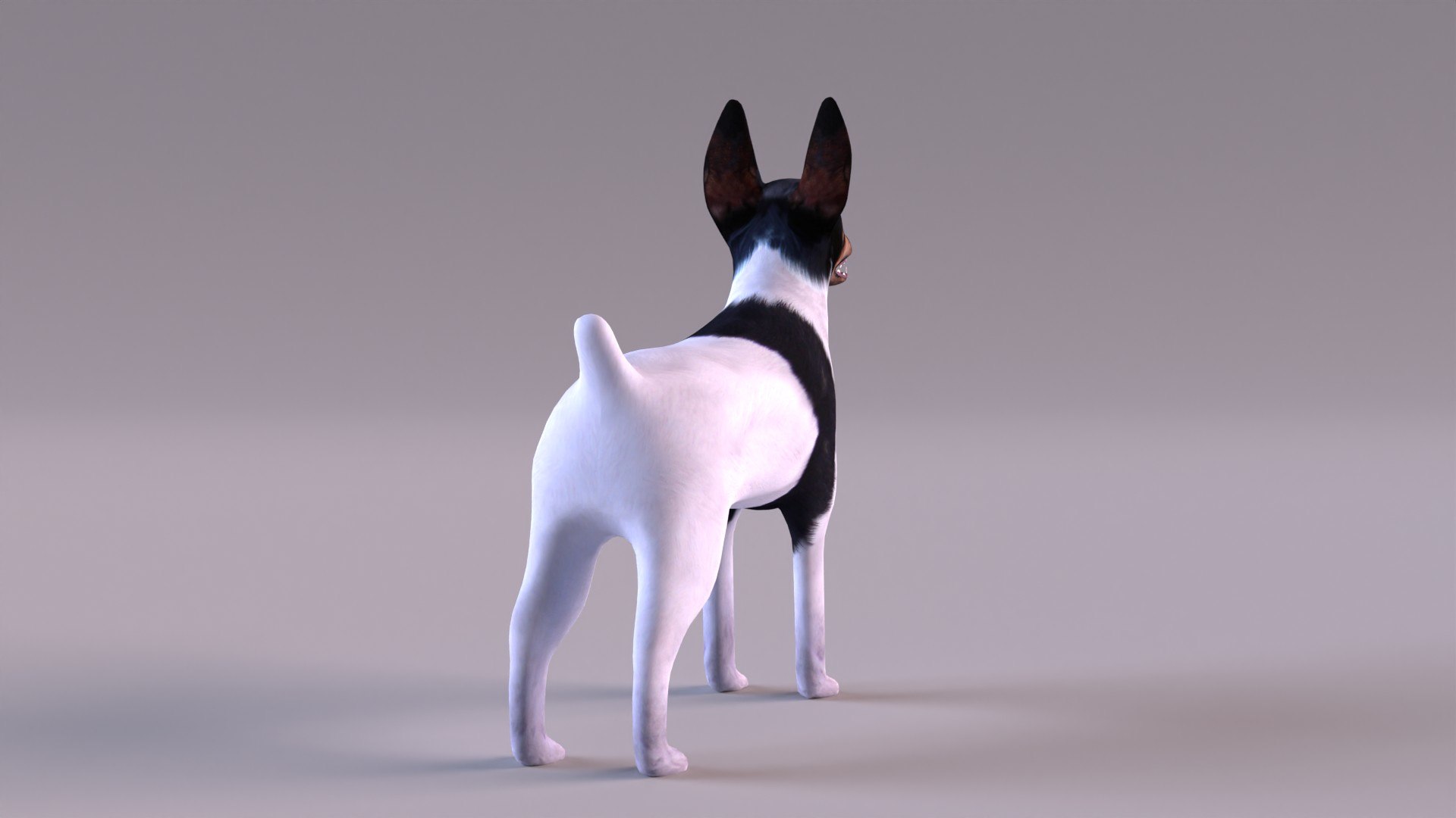 american toy fox terrier max https://p.turbosquid.com/ts-thumb/Bn/k5kbNG/Dw/tfterrier_0005/jpg/1652714721/1920x1080/fit_q87/49f0a71e2eae4e48a3e3fc54e79ba106b89e1197/tfterrier_0005.jpg