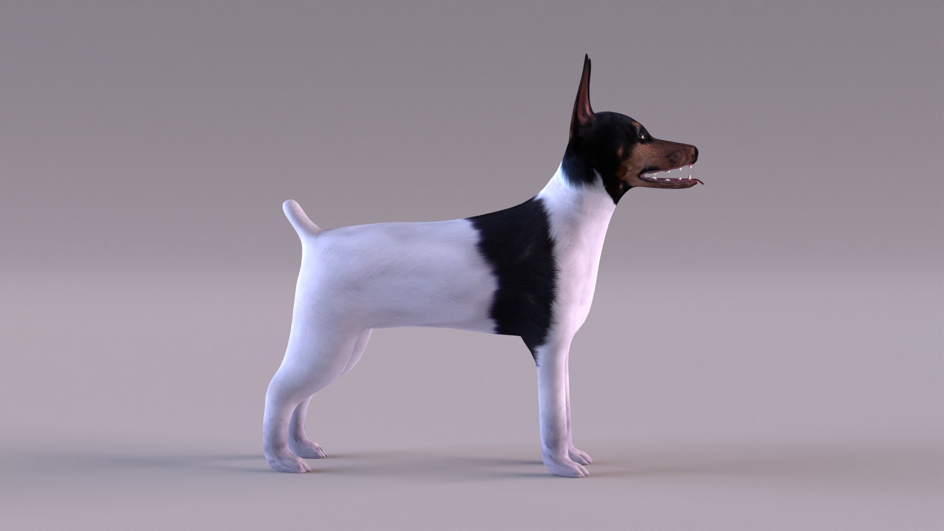 american toy fox terrier max https://p.turbosquid.com/ts-thumb/Bn/k5kbNG/Ne/tfterrier_0003/jpg/1652714719/1920x1080/fit_q87/9e69ad8e2ca08ebdea920f85f79f675a8f60ce71/tfterrier_0003.jpg