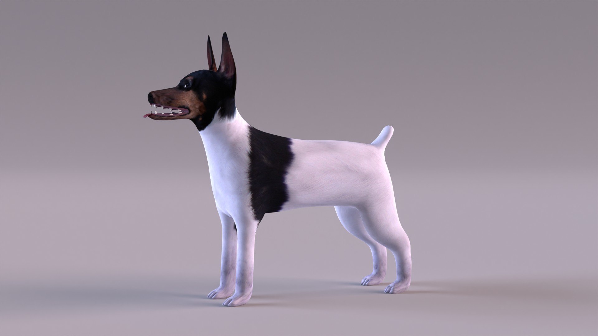 american toy fox terrier max https://p.turbosquid.com/ts-thumb/Bn/k5kbNG/eV/tfterrier_0008/jpg/1652714721/1920x1080/fit_q87/341c796d15b8c0b23c6c0f25576ed249013c5064/tfterrier_0008.jpg