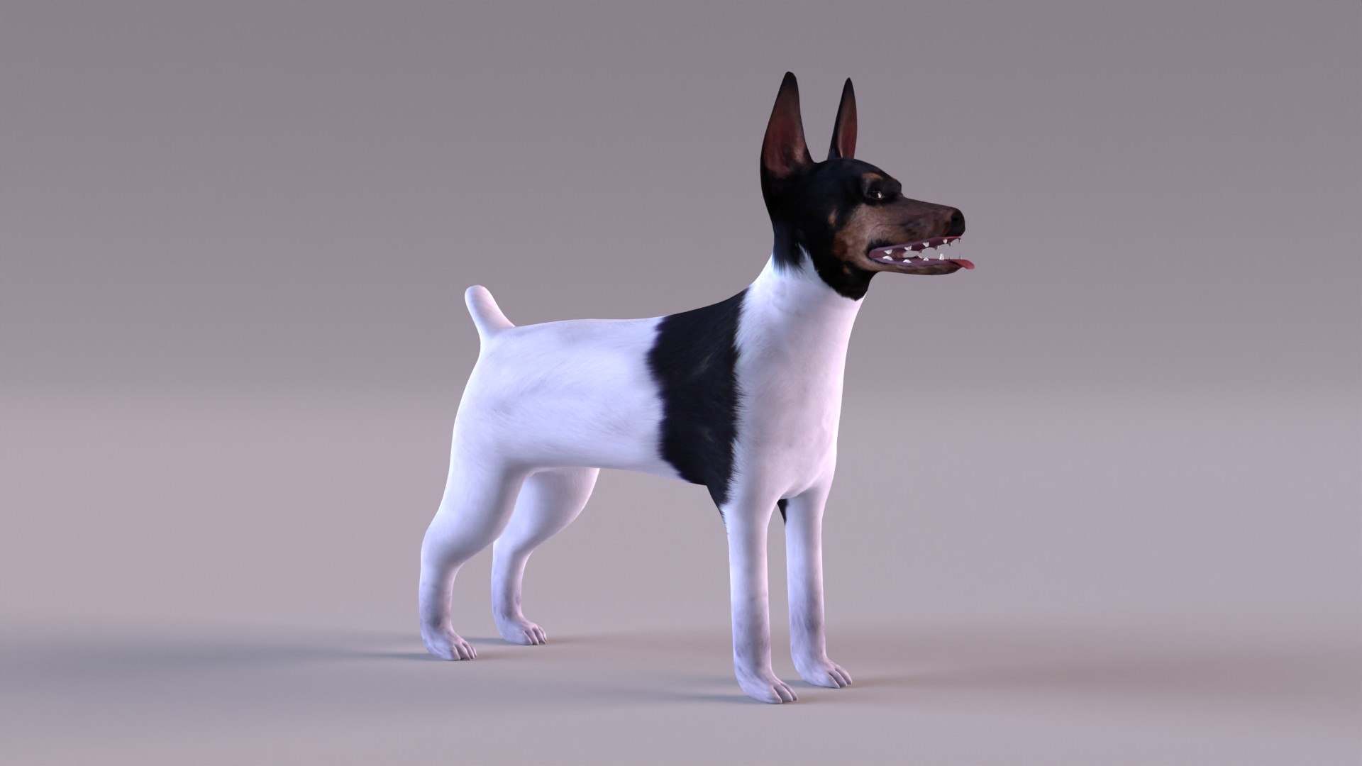 american toy fox terrier max https://p.turbosquid.com/ts-thumb/Bn/k5kbNG/jW/tfterrier_0001/jpg/1652714719/1920x1080/fit_q87/b8980ce5ee9a0b91bd1cbdecc224e2741d7e6c67/tfterrier_0001.jpg