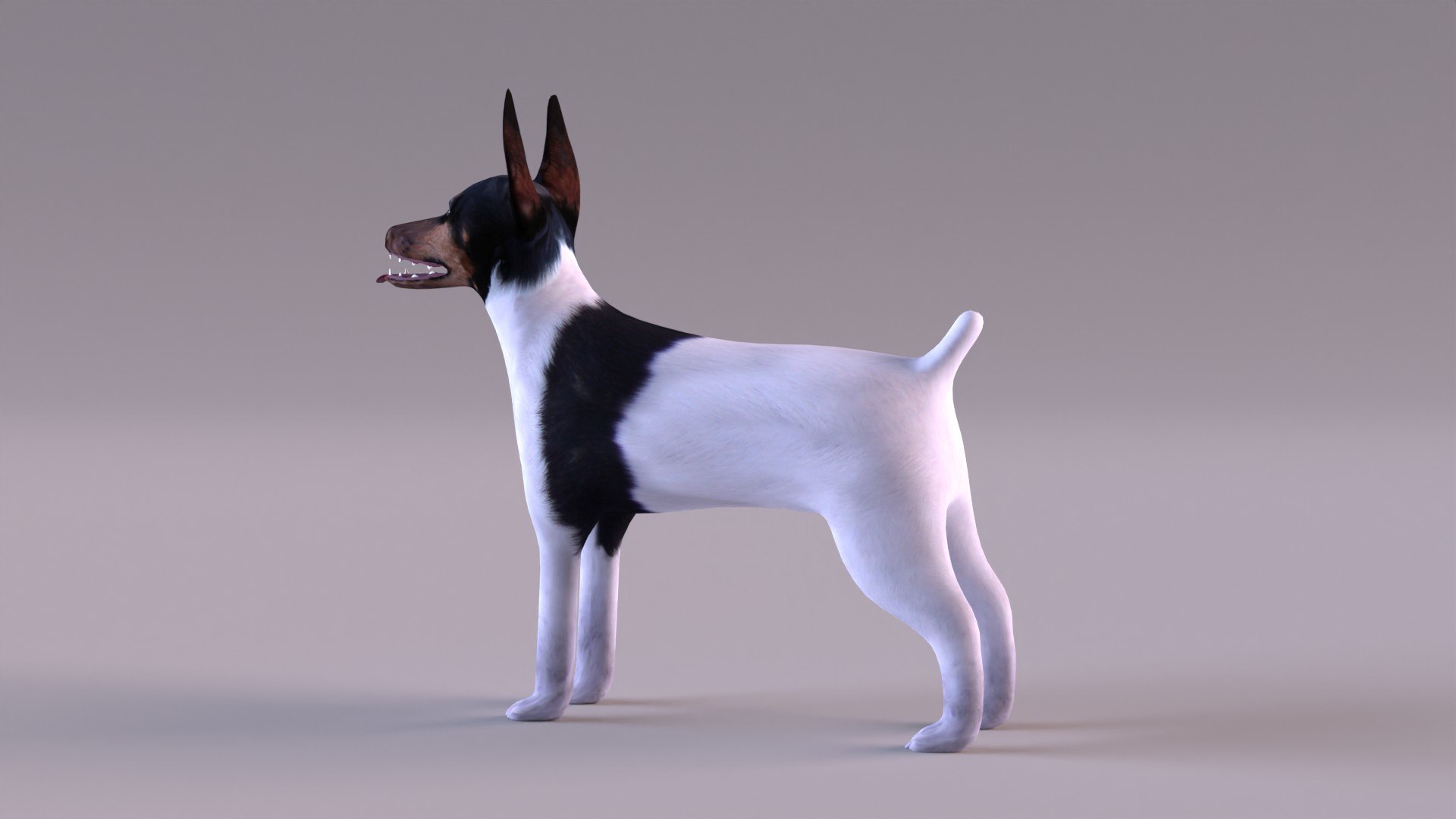 american toy fox terrier max https://p.turbosquid.com/ts-thumb/Bn/k5kbNG/mP/tfterrier_0007/jpg/1652714720/1920x1080/fit_q87/7a93b12399e2233a22cf4b49116538200f67df30/tfterrier_0007.jpg