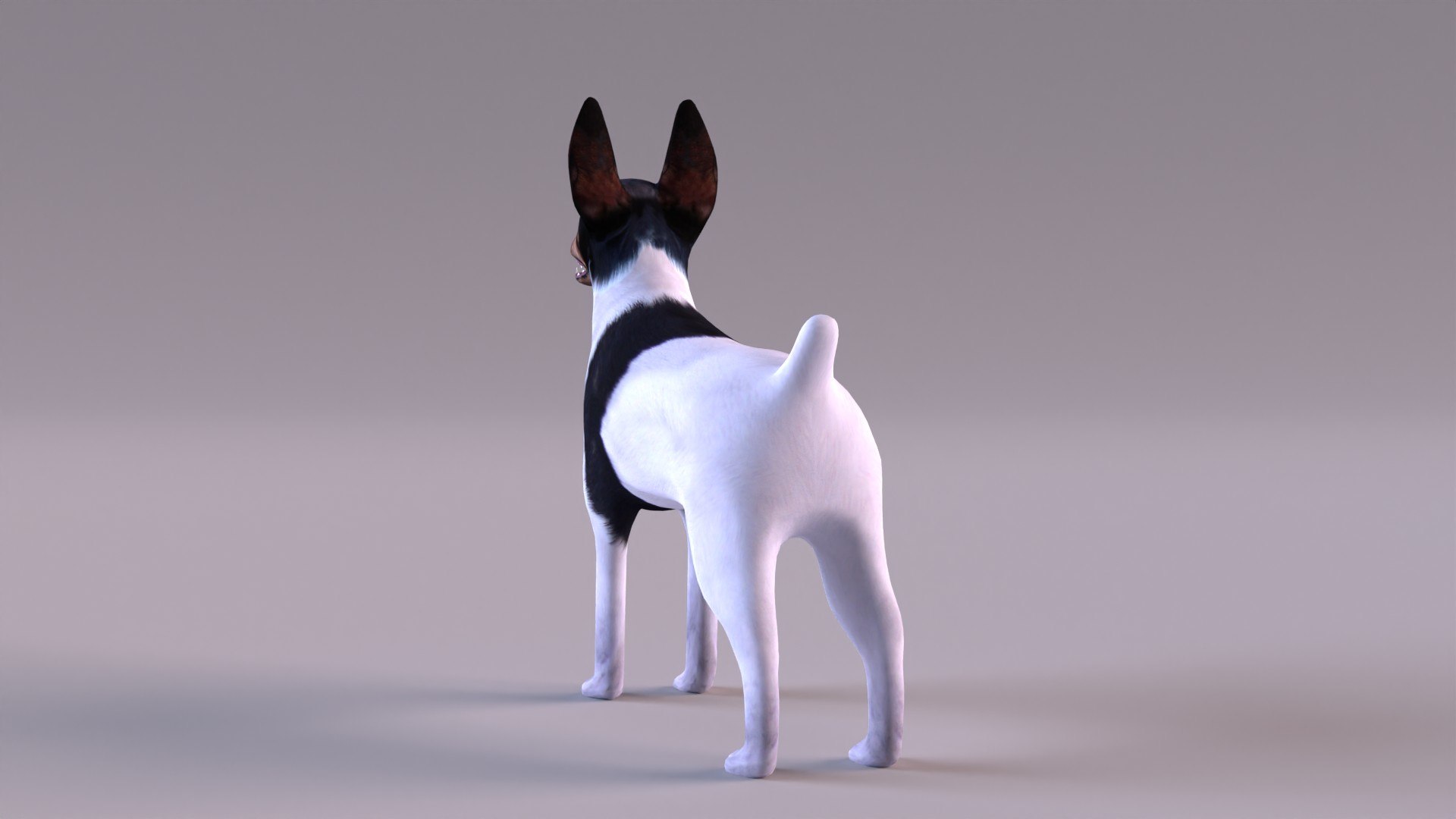 american toy fox terrier max https://p.turbosquid.com/ts-thumb/Bn/k5kbNG/mZ/tfterrier_0006/jpg/1652714720/1920x1080/fit_q87/bd8c0a5e83a6a280f35cc53d8a6cff14771b3c83/tfterrier_0006.jpg