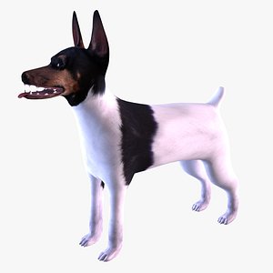 american toy fox terrier max