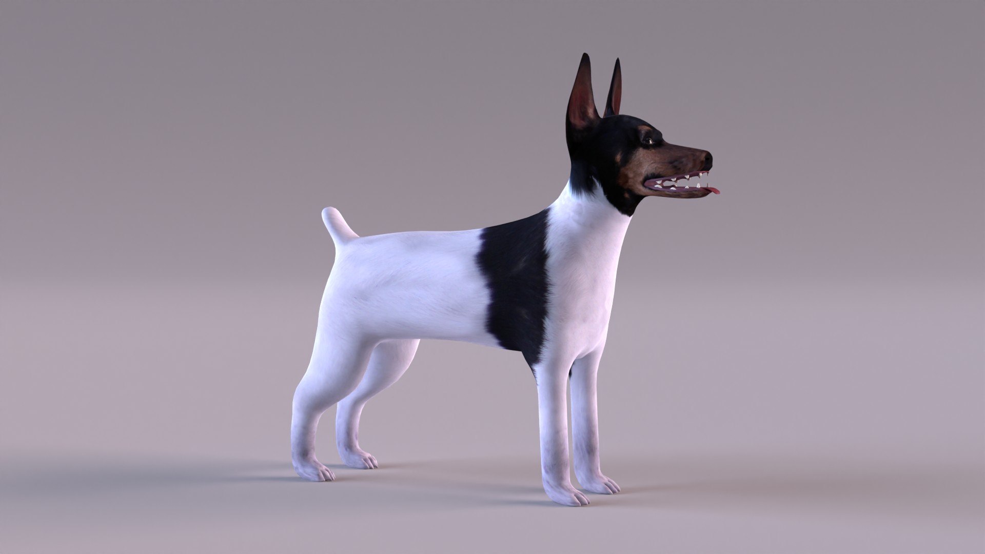 american toy fox terrier max https://p.turbosquid.com/ts-thumb/Bn/k5kbNG/xQ/tfterrier_0002/jpg/1652714719/1920x1080/fit_q87/d3cbaafe142778ed1f8f8697ad37e6920176fb0f/tfterrier_0002.jpg