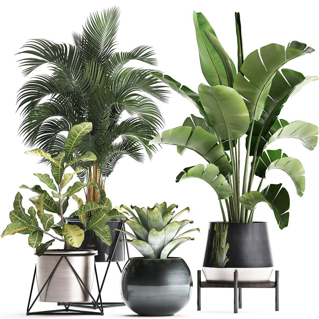 Houseplants Plants Potted 3D - TurboSquid 1501324