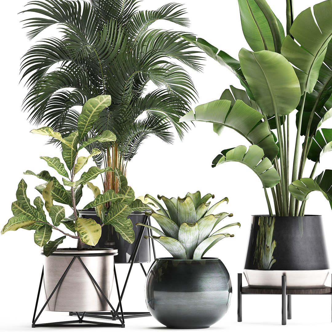 Houseplants Plants Potted 3D - TurboSquid 1501324