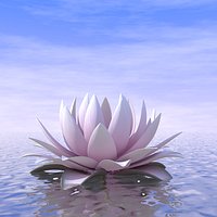 Lotus Animated